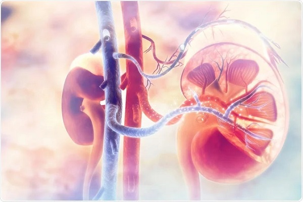 ayurvedic kidney treatment